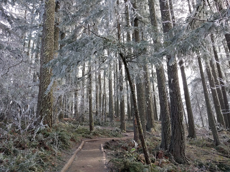 Icy forest at Spencer Butte